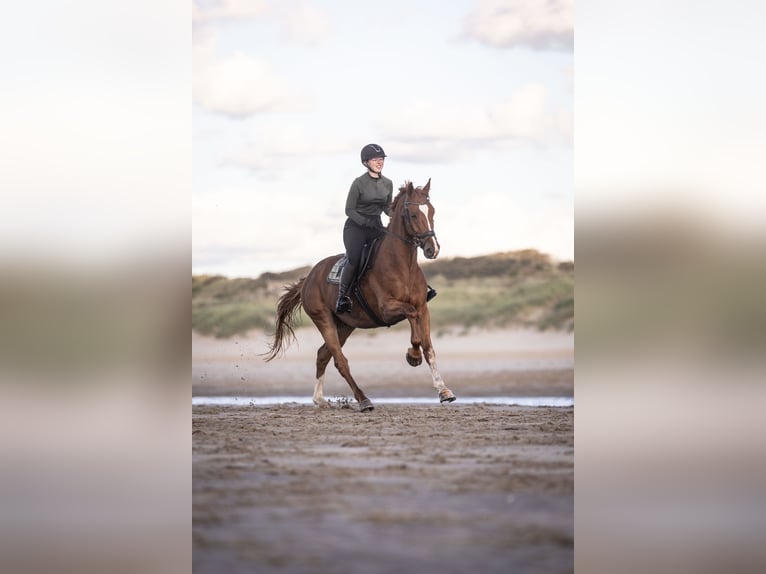 KWPN Hongre 11 Ans 168 cm Alezan in Bornem