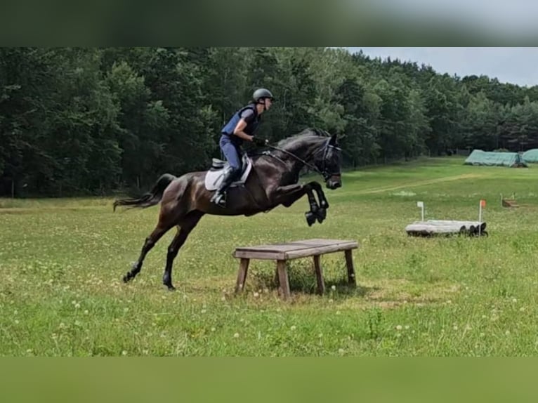 KWPN Hongre 11 Ans 168 cm Bai brun foncé in Konikowo