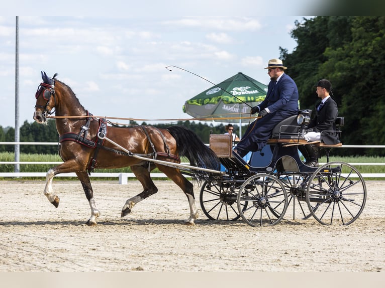 KWPN Hongre 11 Ans 168 cm Bai cerise in Je&#x17C;&#xF3;w
