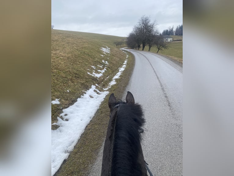 KWPN Hongre 11 Ans 168 cm Bai in Ternberg