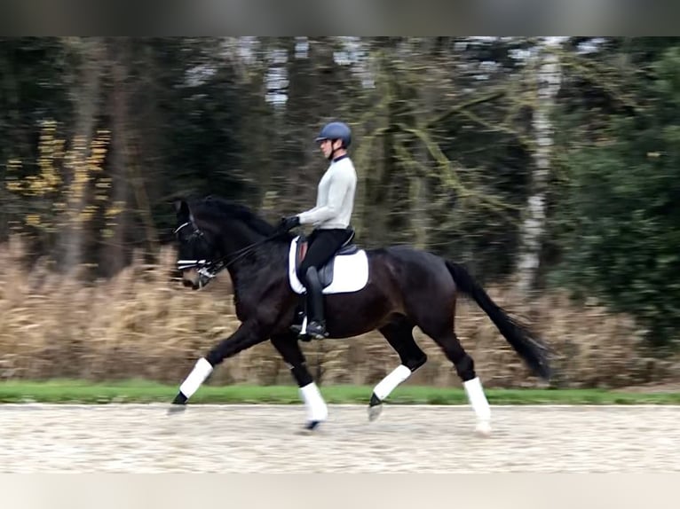 KWPN Hongre 11 Ans 169 cm Bai brun in Bree