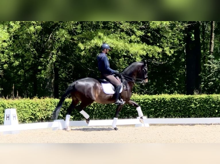 KWPN Hongre 11 Ans 169 cm Bai brun foncé in Bree