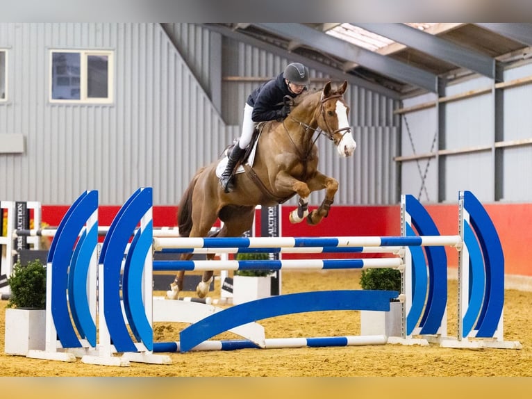 KWPN Hongre 11 Ans 169 cm  in GROTE-BROGEL