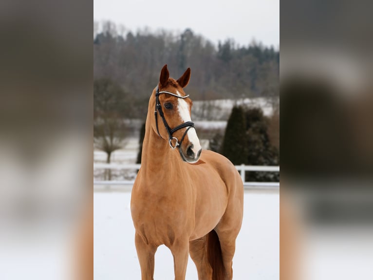KWPN Hongre 11 Ans 170 cm Alezan in Schwäbisch Hall