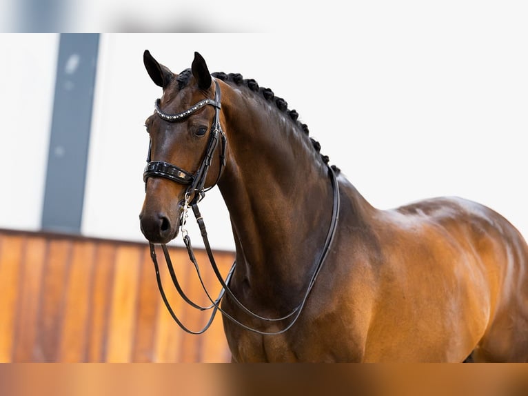 KWPN Hongre 11 Ans 170 cm Bai brun in Kwadijk