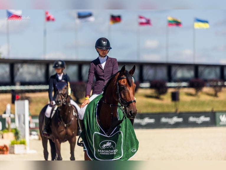 KWPN Hongre 11 Ans 170 cm Bai cerise in tallinn