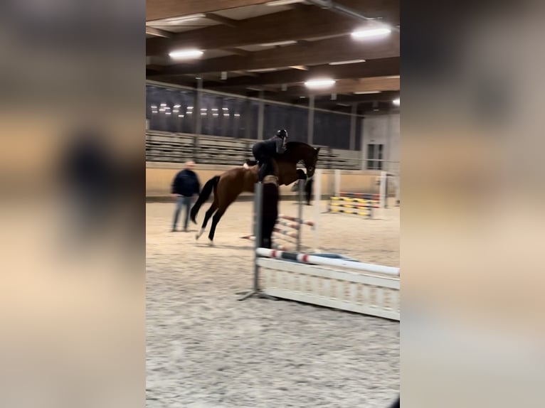 KWPN Hongre 11 Ans 170 cm Bai in Freudenberg