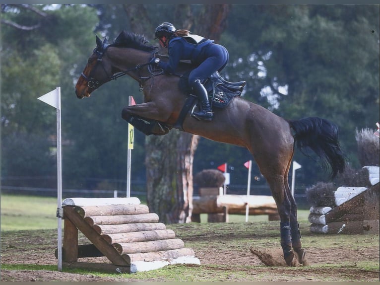 KWPN Hongre 11 Ans 170 cm Bai in Coltano