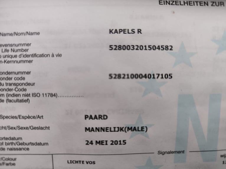KWPN Hongre 11 Ans 170 cm  in Sedriano