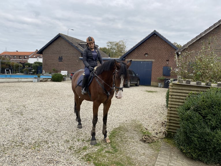 KWPN Hongre 11 Ans 172 cm Bai in Veldwezelt