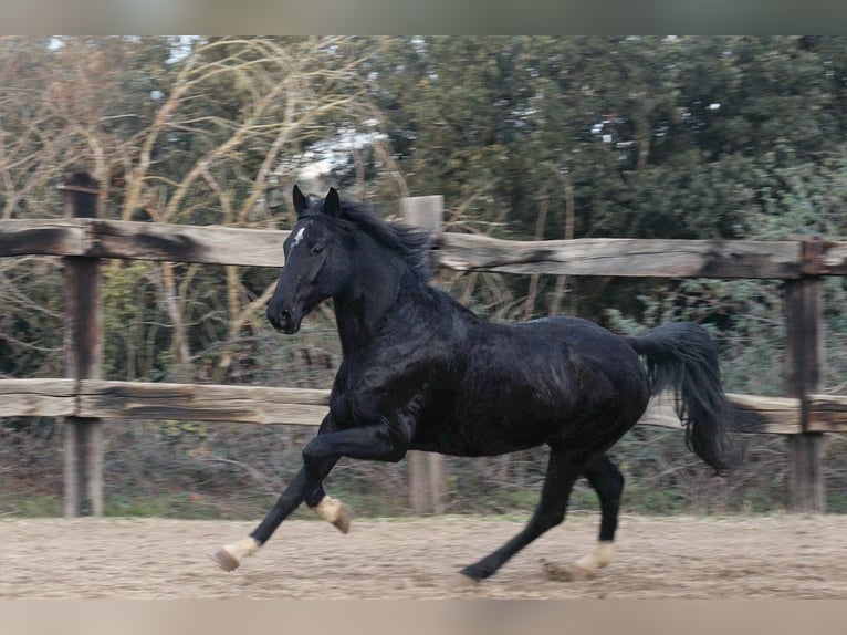 KWPN Hongre 11 Ans 172 cm Noir in Seriny&#xE0;