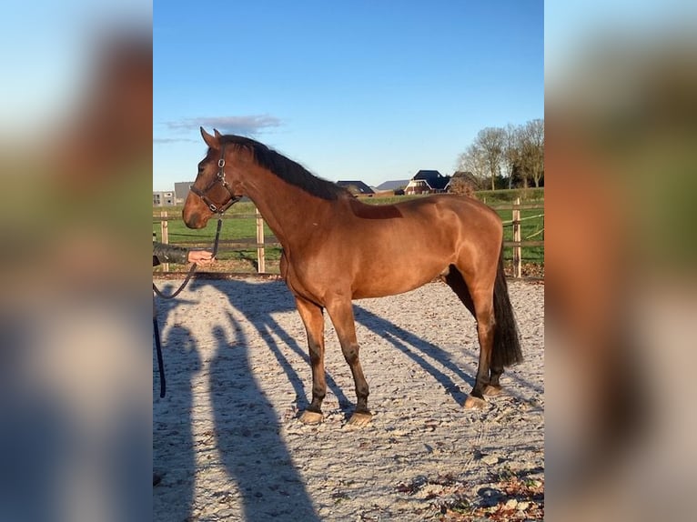 KWPN Hongre 11 Ans 173 cm Bai in Vries