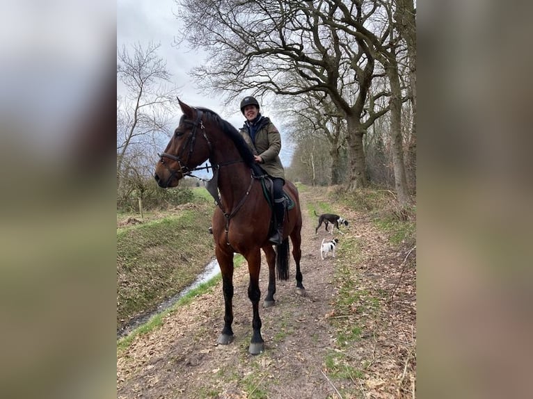 KWPN Hongre 11 Ans 173 cm Bai in Vries