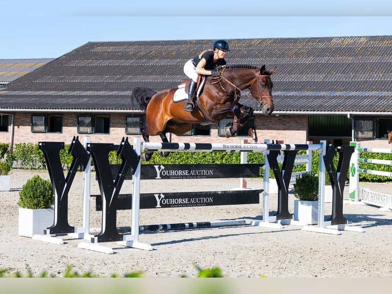 KWPN Hongre 11 Ans 174 cm Bai brun in Waddinxveen