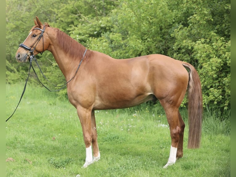KWPN Hongre 11 Ans 175 cm Alezan in Anna Paulowna