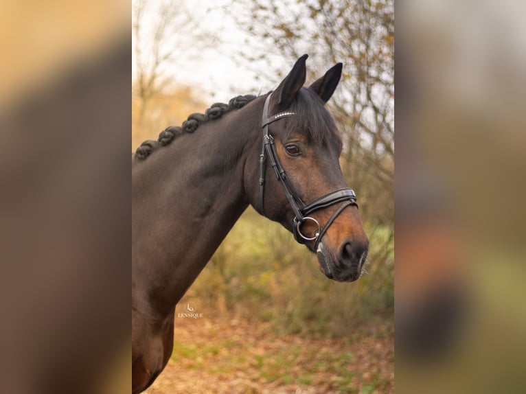 KWPN Hongre 11 Ans 175 cm Bai brun in Woerden