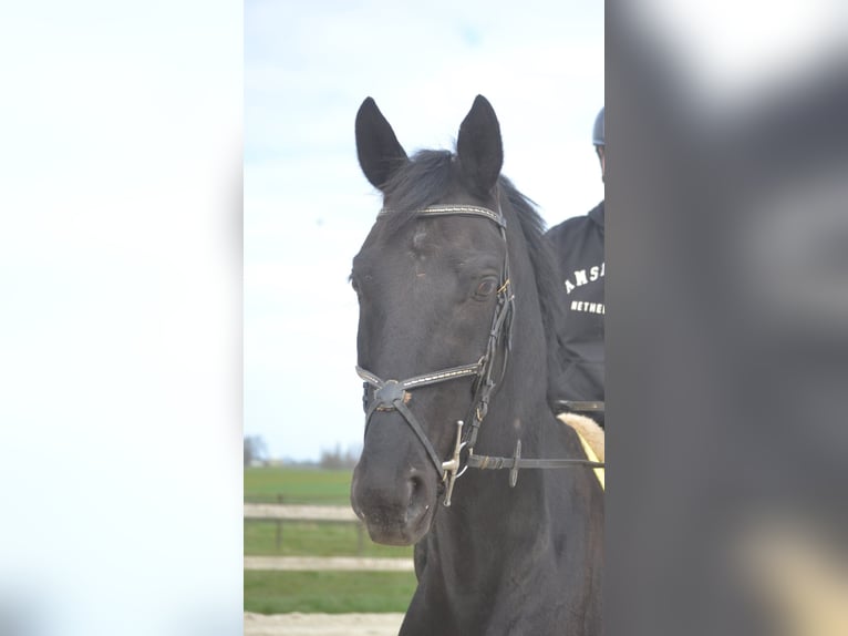 KWPN Hongre 11 Ans 175 cm Noir in Breda