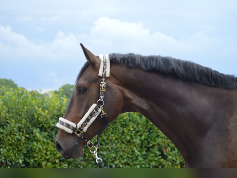 KWPN Hongre 11 Ans 178 cm Bai brun in Zevenhoven