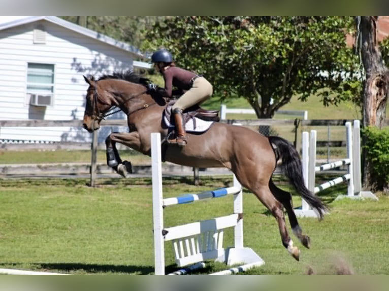 KWPN Hongre 12 Ans 163 cm Bai clair in Moreton, Wirral