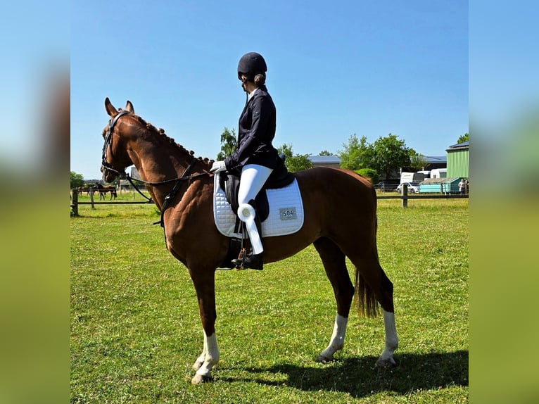 KWPN Hongre 12 Ans 164 cm Alezan brûlé in Eschweiler