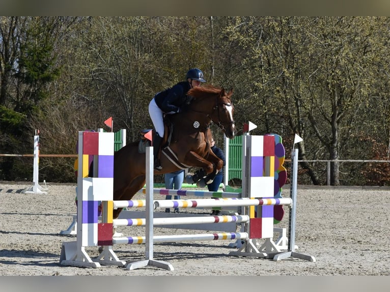 KWPN Hongre 12 Ans 164 cm Alezan brûlé in Eschweiler