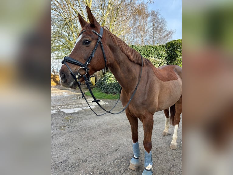 KWPN Hongre 12 Ans 164 cm Alezan brûlé in Eschweiler
