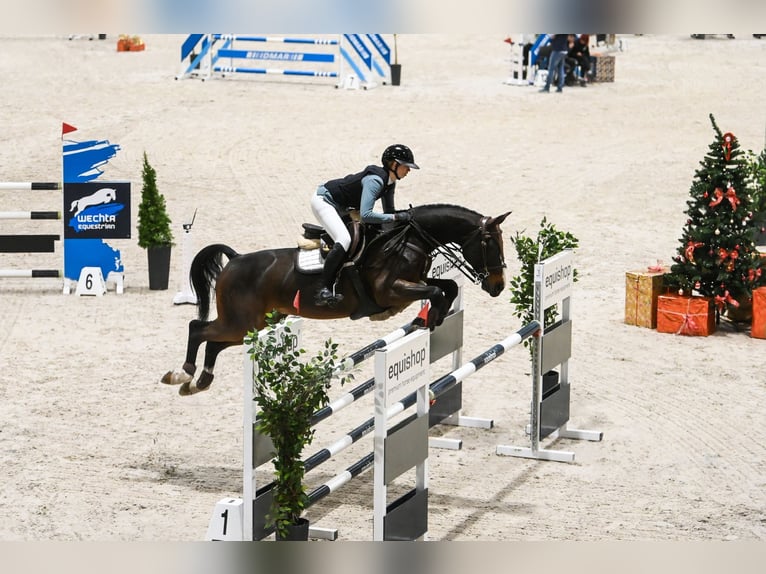 KWPN Hongre 12 Ans 168 cm Bai brun in Poznan