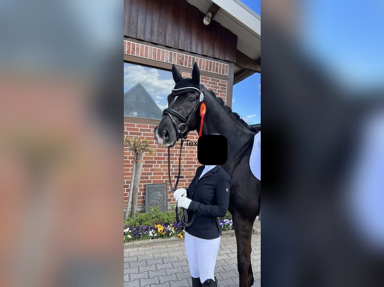 KWPN Hongre 12 Ans 168 cm Noir in Werne