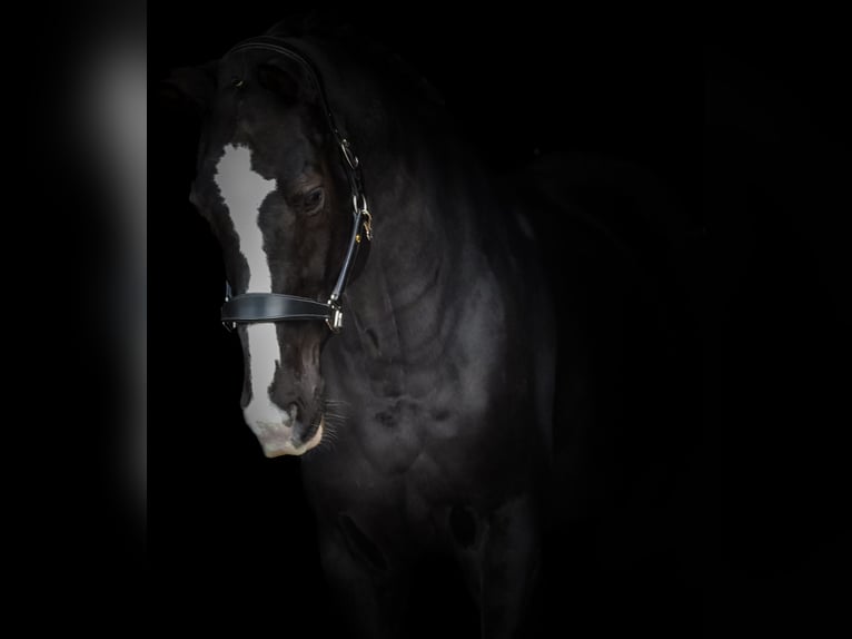 KWPN Hongre 12 Ans 168 cm Noir in Nettersheim