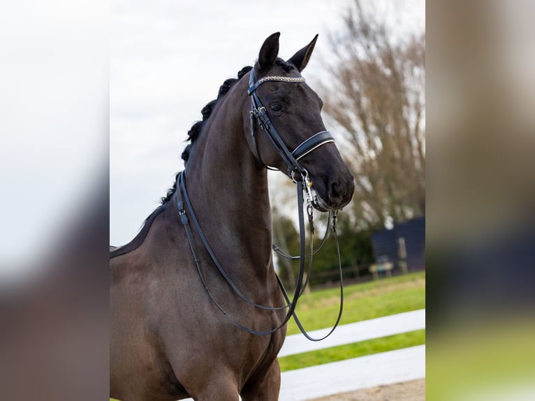 KWPN Hongre 12 Ans 168 cm Noir in Strijen
