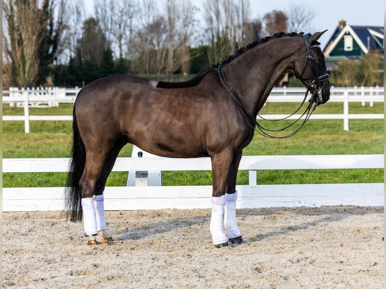 KWPN Hongre 12 Ans 168 cm Noir in Strijen
