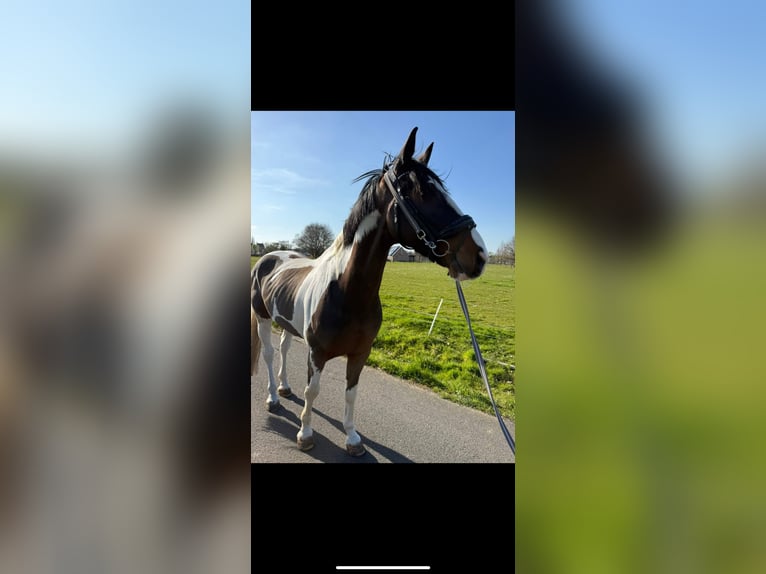 KWPN Hongre 12 Ans 168 cm Pinto in Boom