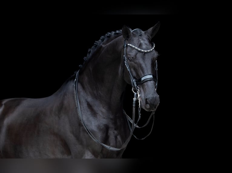 KWPN Hongre 12 Ans 170 cm Noir in Kwadijk