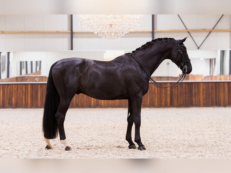 KWPN Hongre 12 Ans 170 cm Noir in Kwadijk