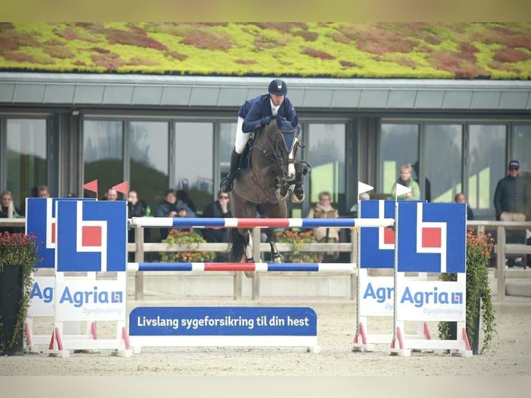 KWPN Hongre 12 Ans 170 cm Noir in Kjellerup