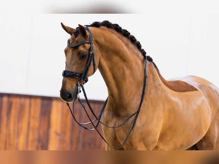 KWPN Hongre 12 Ans 173 cm Alezan brûlé in Kwadijk