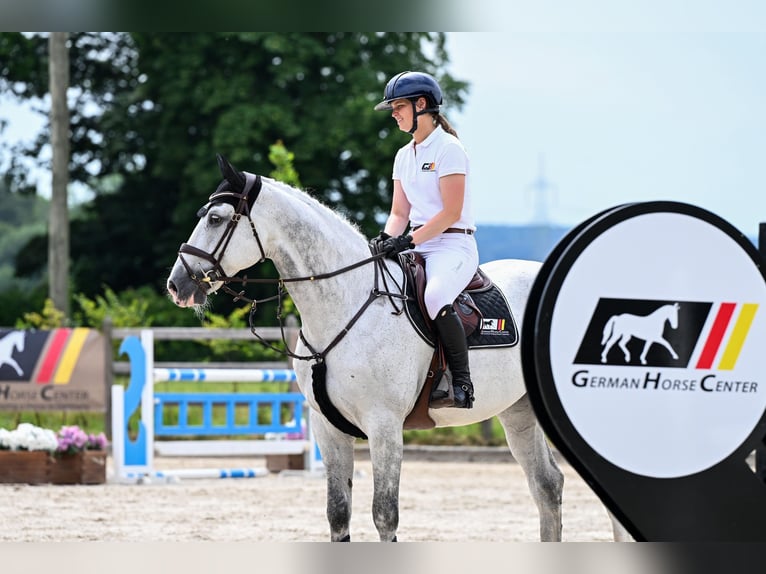 KWPN Hongre 12 Ans 173 cm Gris in Zülpich