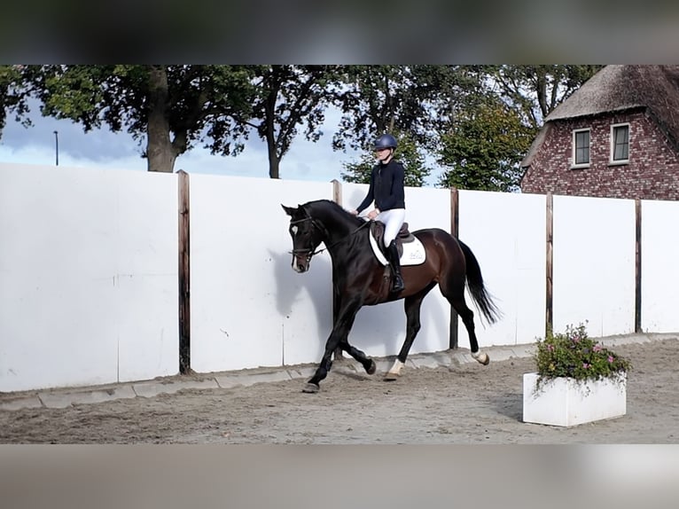 KWPN Hongre 12 Ans 174 cm Bai cerise in Waddinxveen