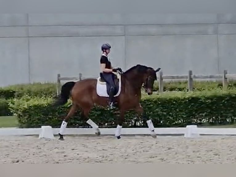 KWPN Hongre 12 Ans 174 cm Bai in Bree