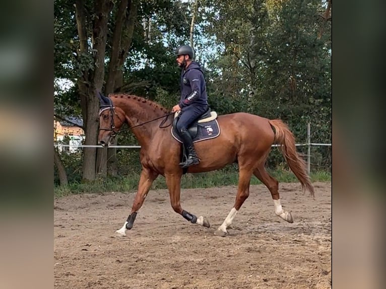 KWPN Hongre 12 Ans 175 cm Alezan brûlé in Mladá Boleslav