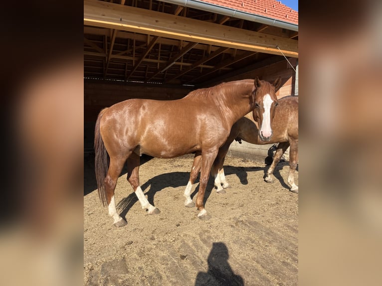 KWPN Hongre 12 Ans 175 cm Alezan in Badersdorf