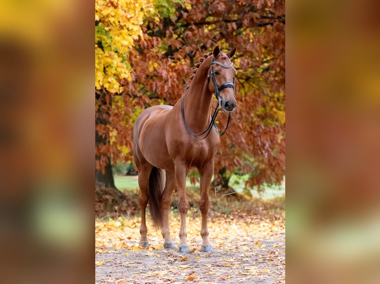 KWPN Hongre 12 Ans 175 cm Alezan in Peer