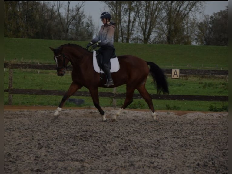 KWPN Hongre 12 Ans 175 cm Bai in Brakel