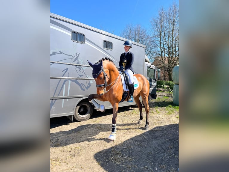 KWPN Hongre 12 Ans 175 cm Bai in Grote-Brogel