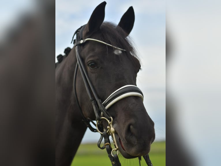 KWPN Hongre 12 Ans 175 cm Noir in Geilenkirchen