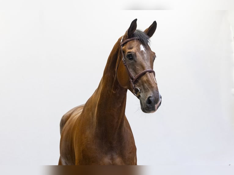KWPN Hongre 12 Ans 178 cm Bai in Waddinxveen