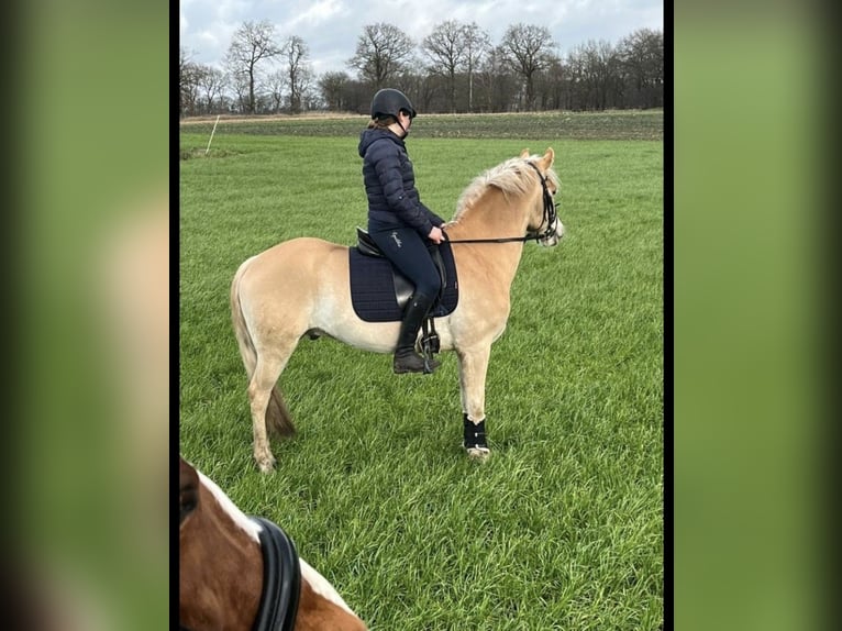 KWPN Hongre 13 Ans 155 cm Isabelle in Garrel