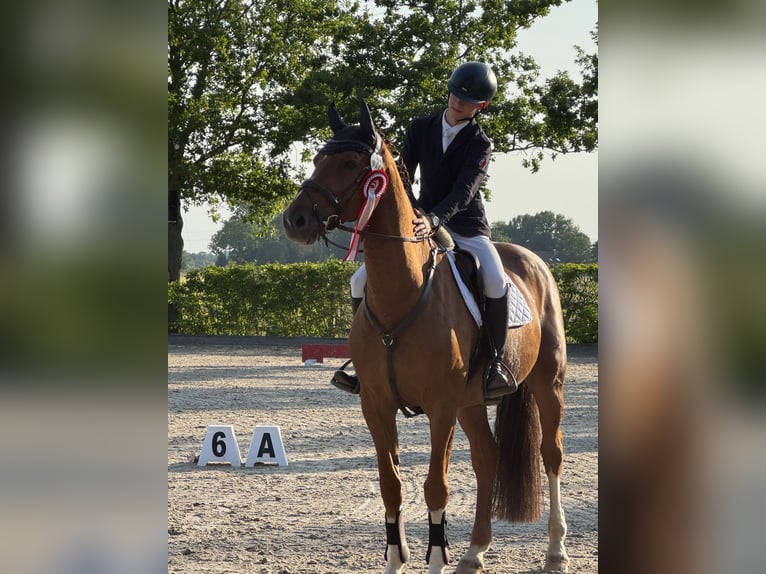 KWPN Hongre 13 Ans 168 cm Alezan in Ganderkesee