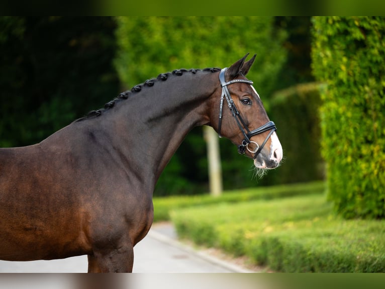 KWPN Hongre 13 Ans 170 cm Bai cerise in Mol