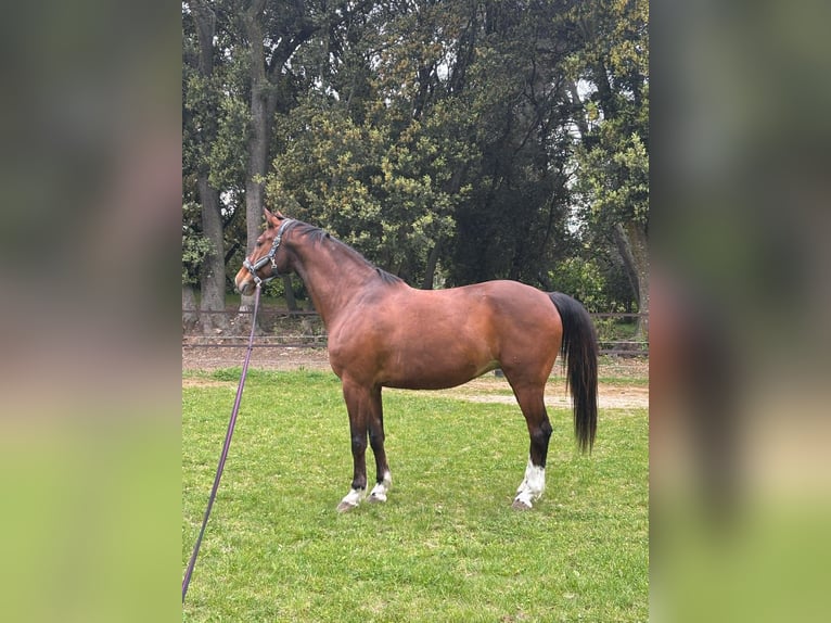 KWPN Hongre 13 Ans 170 cm Bai in Gard